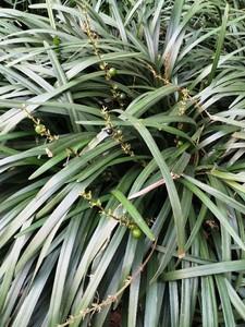 超级神基因女主角有几个